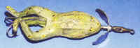 frog09.jpg (21643 bytes)
